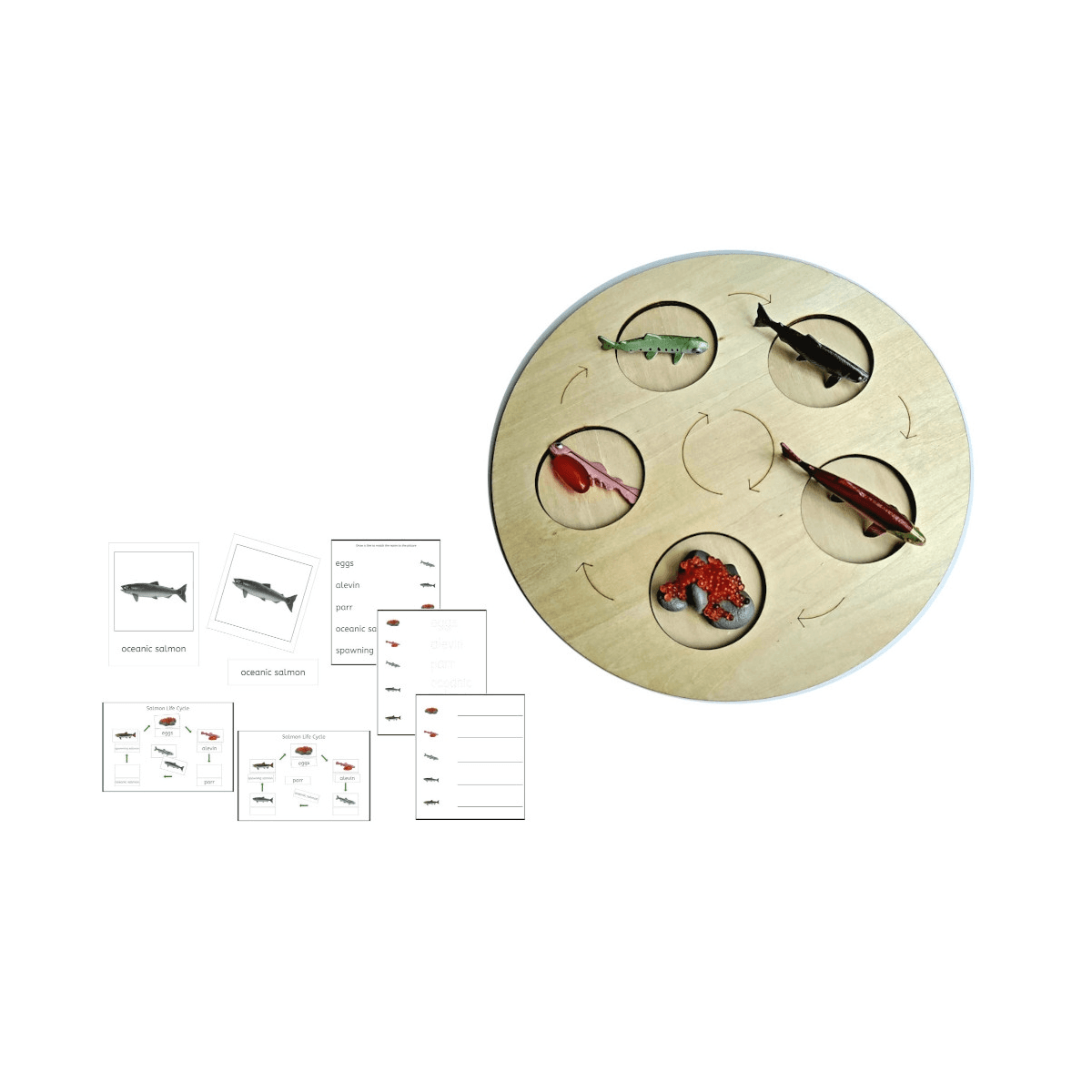 Montessori IFIT Models of Salmon Life Cycle With Demo Tray and PDF Cards